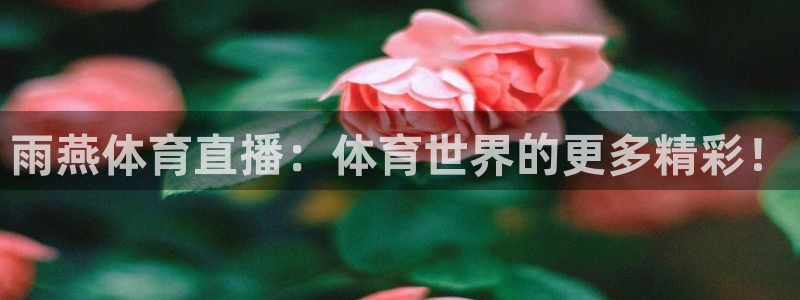 857体育直播间官网：雨燕体育直播：体育世界的更多精彩！